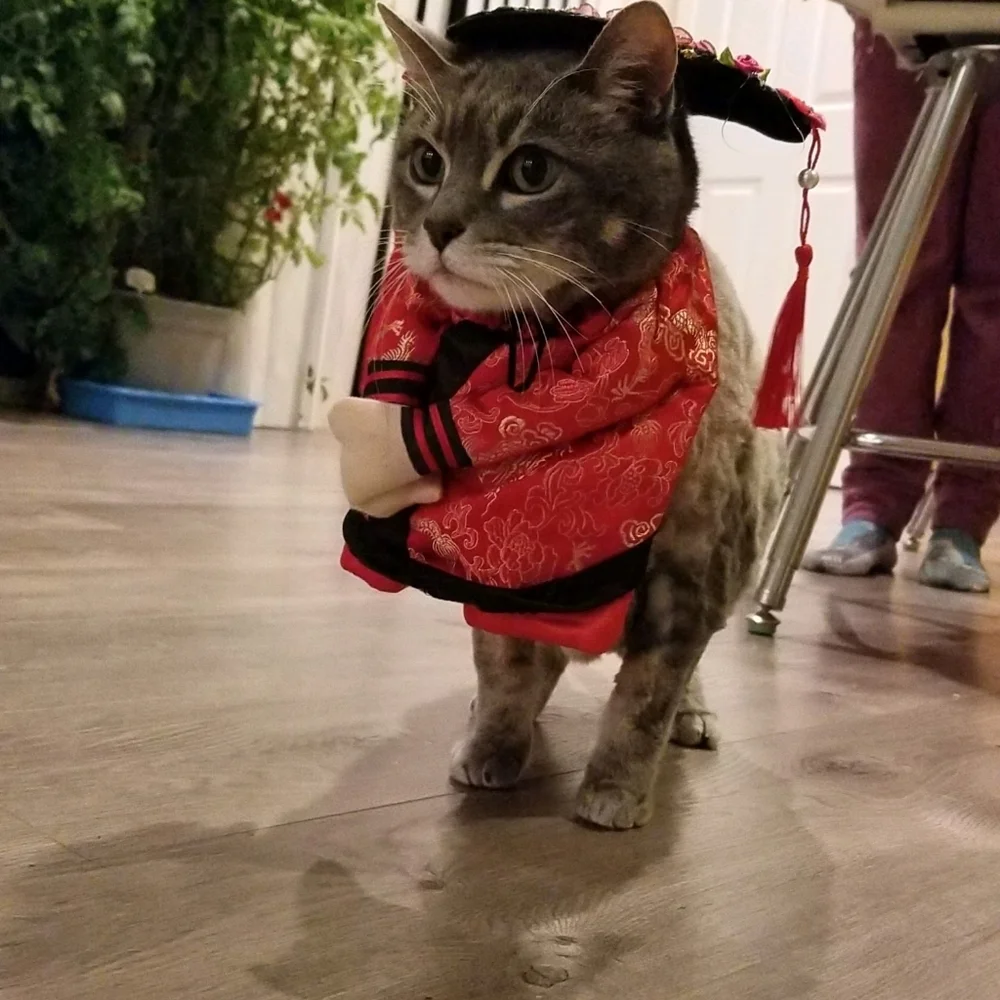Small size cat/ small dog custom eye glasses and Qing dynasty Chinese outfit